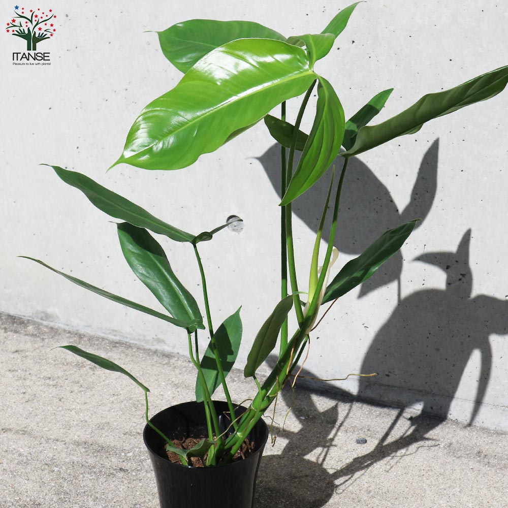 フィロデンドロン　フェンズリー Amazon｜フィロデンドロン・フェンズリー 5号鉢【品種で選べる