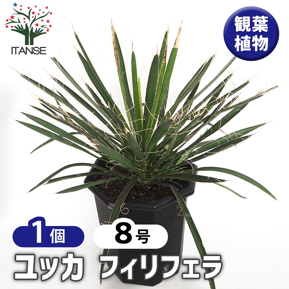 ユッカ フィリフェラ 【観葉植物 8号／1個売り】｜ 【植物の