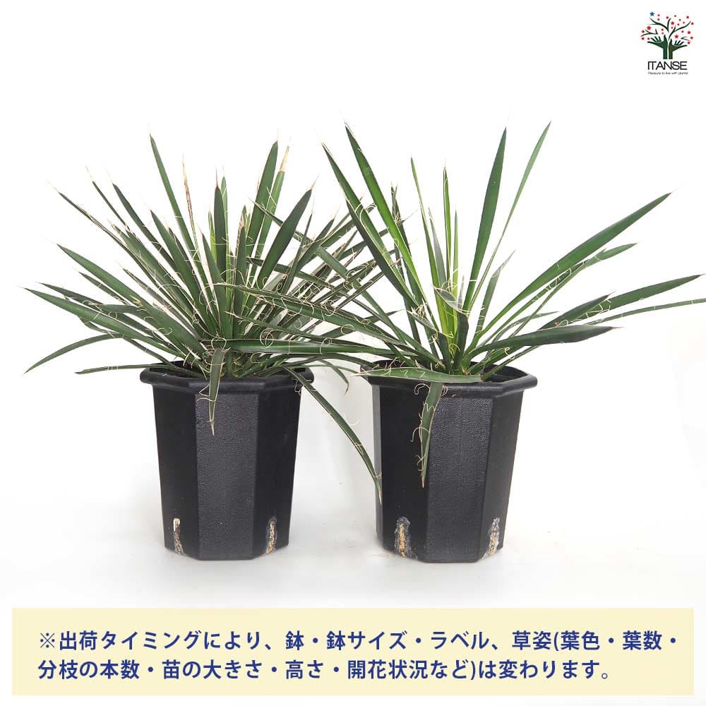 ユッカ フィリフェラ 【観葉植物 8号／1個売り】｜ 【植物の