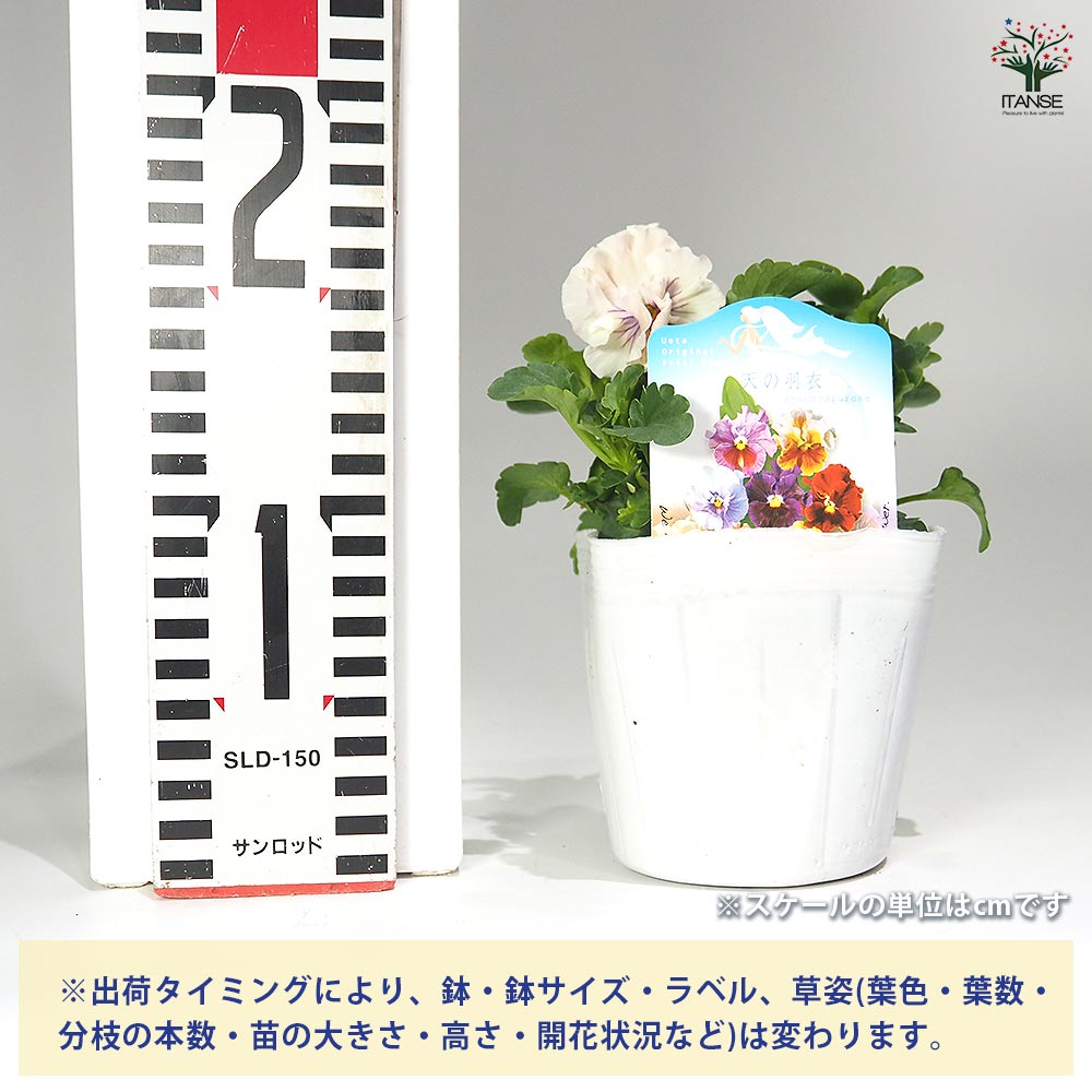 うえたコレクション パンジー・ビオラ 天の羽衣2個～ 【花苗 3.5号】