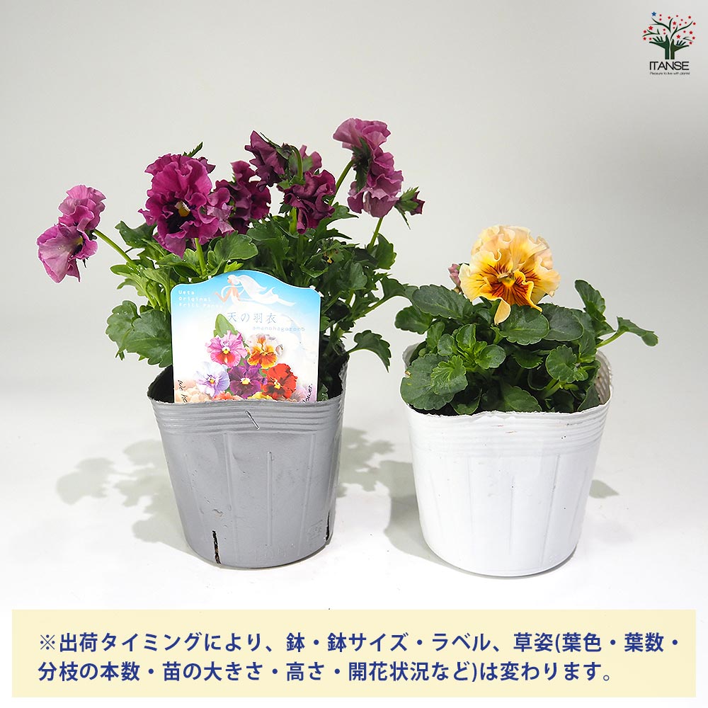 うえたコレクション パンジー・ビオラ 天の羽衣2個～ 【花苗 3.5号】