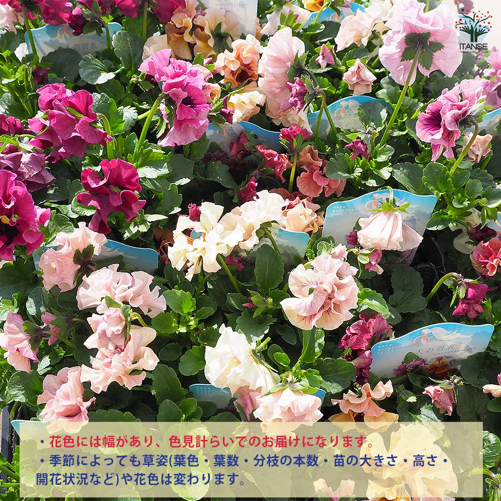 うえたコレクション パンジー・ビオラ 天の羽衣2個～ 【花苗 3.5号】