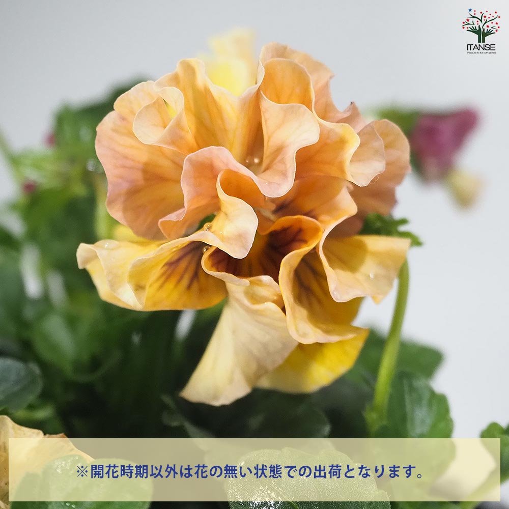 うえたコレクション パンジー・ビオラ 天の羽衣2個～ 【花苗 3.5号】