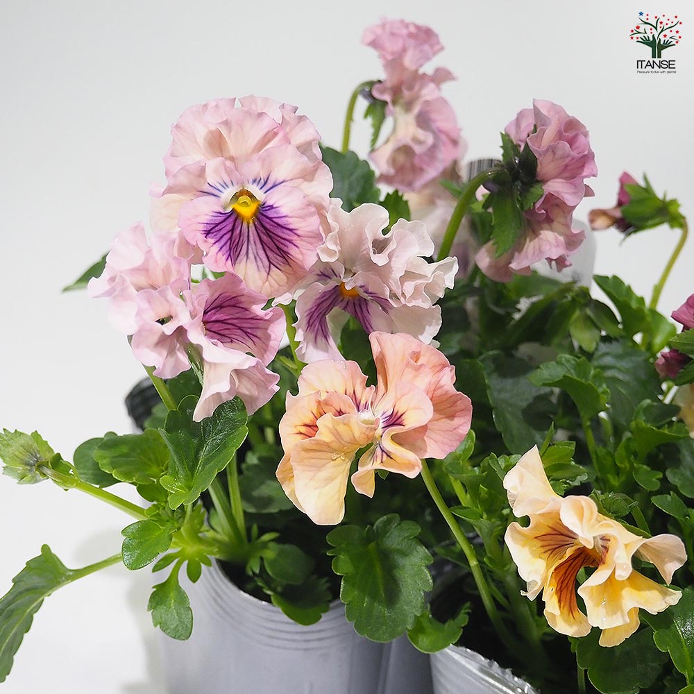 うえたコレクション パンジー・ビオラ 天の羽衣2個～ 【花苗 3.5号】