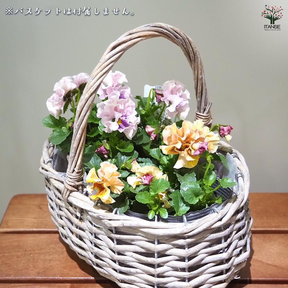 うえたコレクション パンジー・ビオラ 天の羽衣2個～ 【花苗 3.5号】