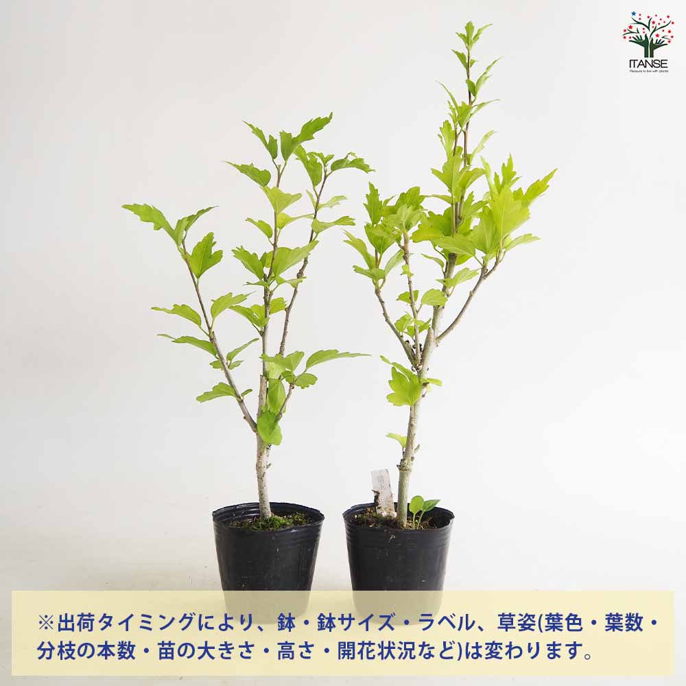 ムクゲ 紫玉 【花木苗 2.5～3号】｜ 【植物のITANSE】全品送料