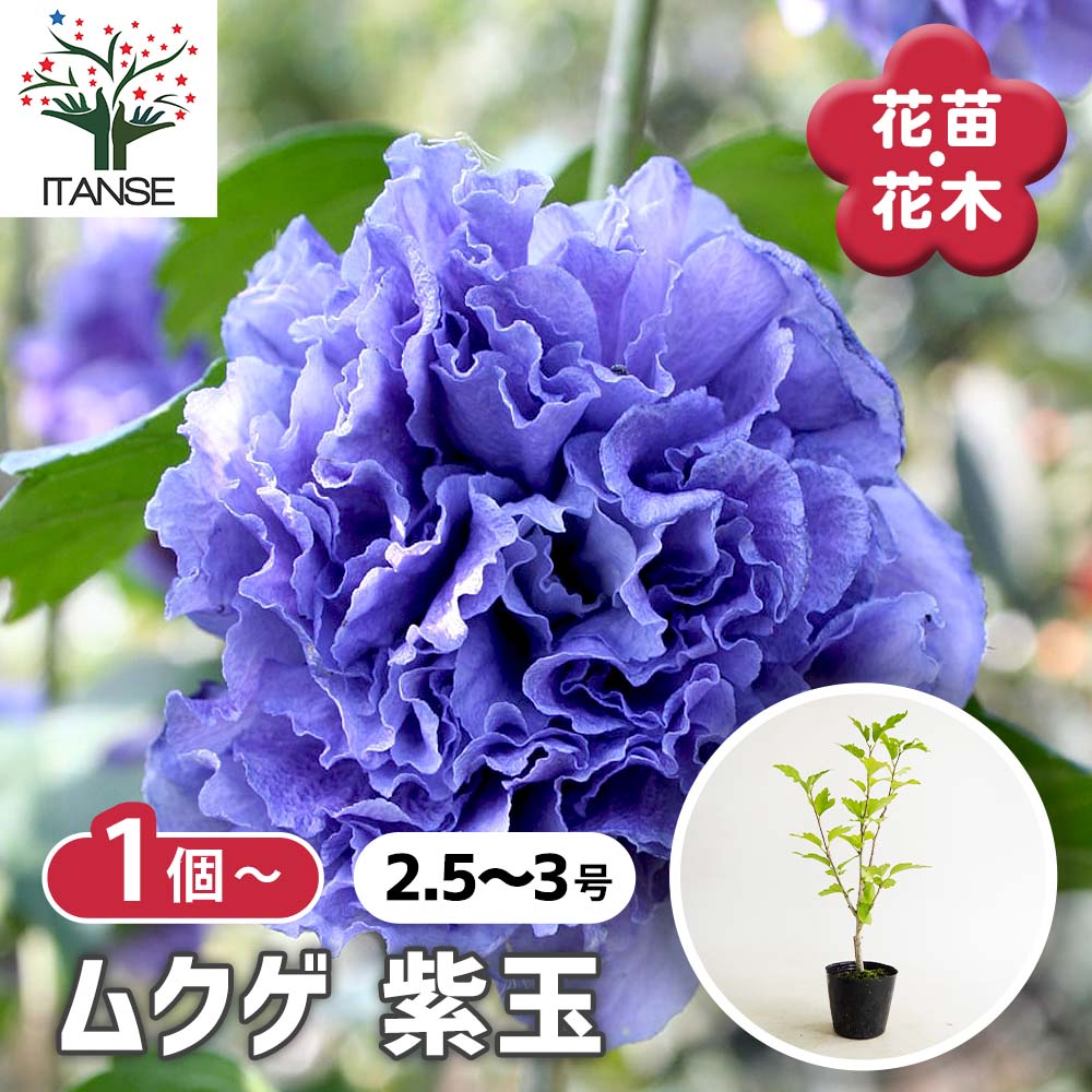 ムクゲ 紫玉 【花木苗 2.5～3号】｜ 【植物のITANSE】全品送料