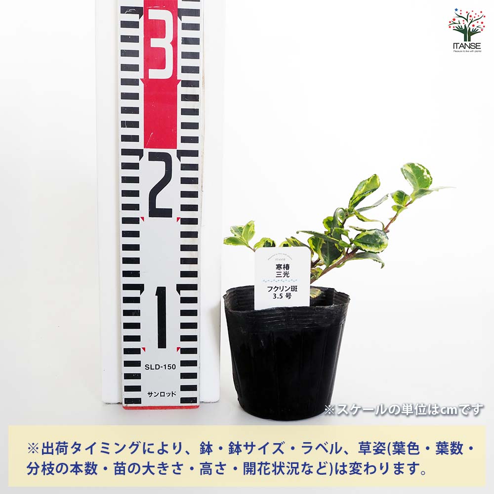 寒椿 三光フクリン斑 【花木苗 3.5号】｜ 【植物のITANSE】全品