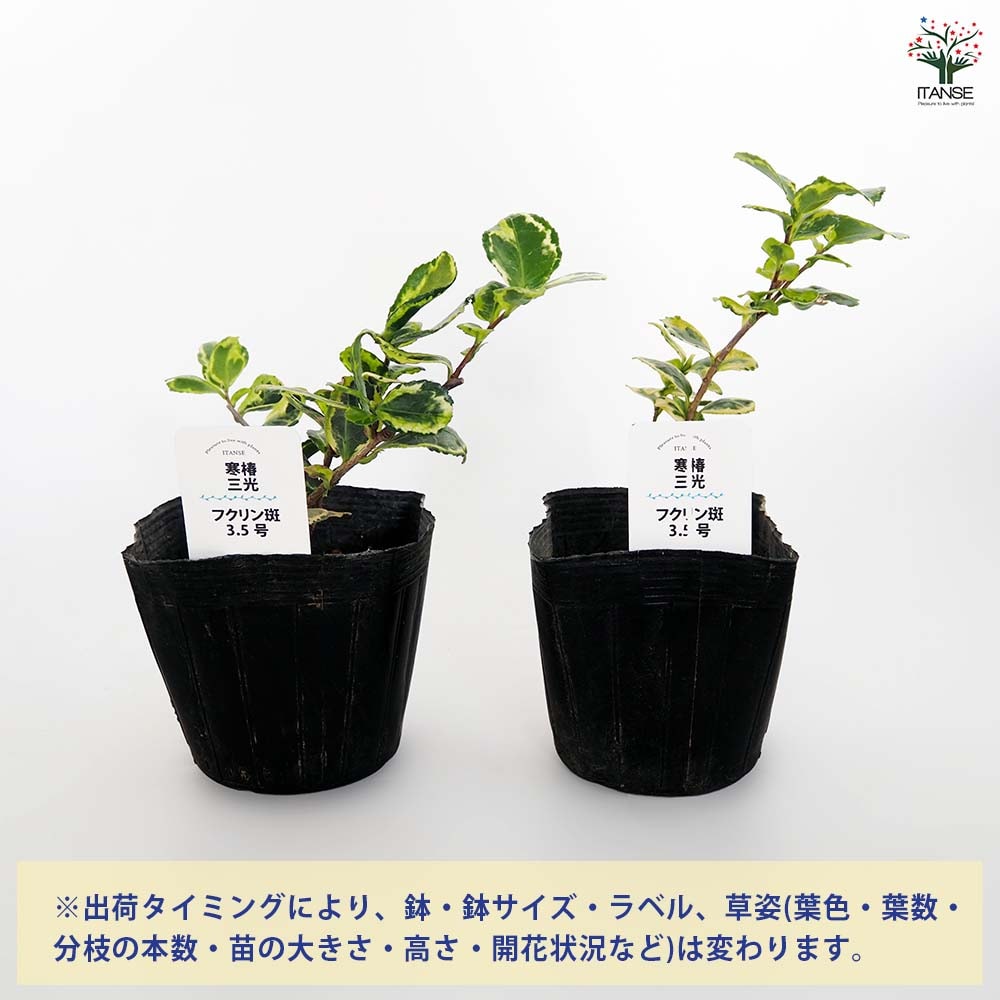 寒椿 三光フクリン斑 【花木苗 3.5号】｜ 【植物のITANSE】全品