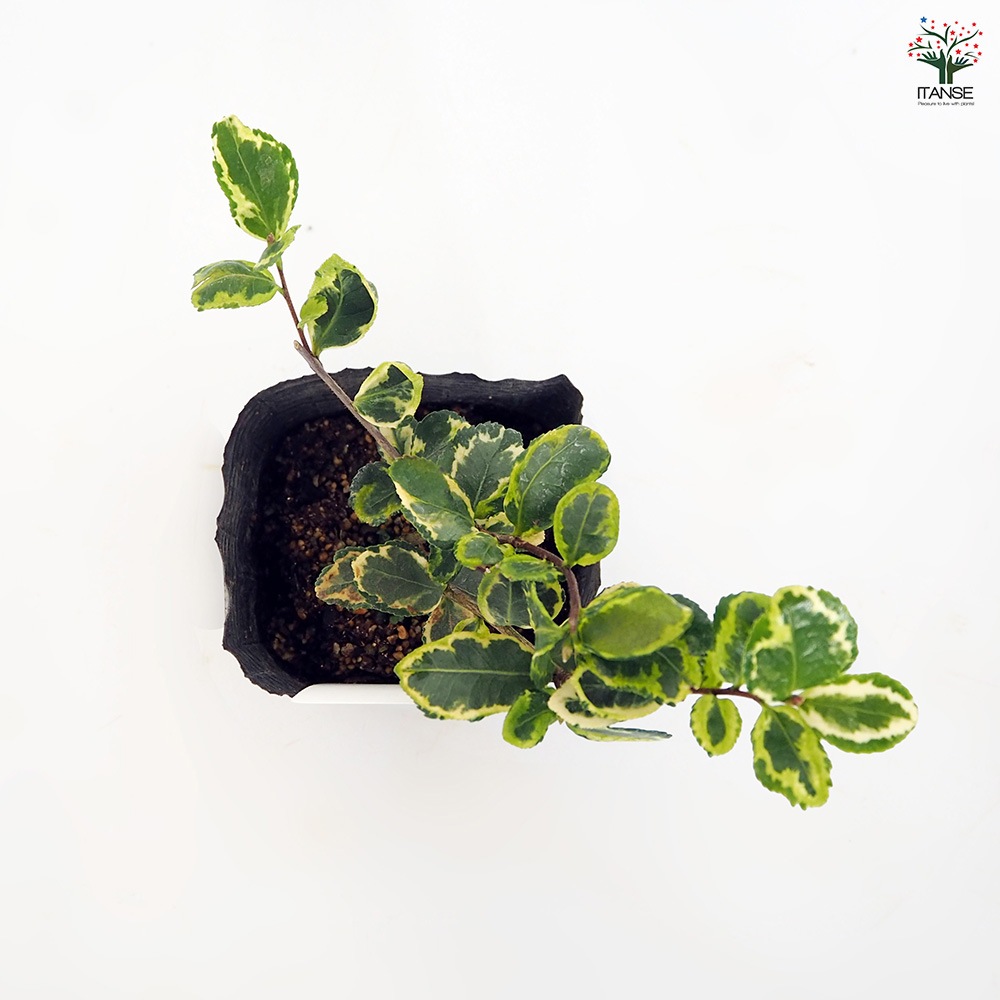 寒椿 三光フクリン斑 【花木苗 3.5号】｜ 【植物のITANSE】全品