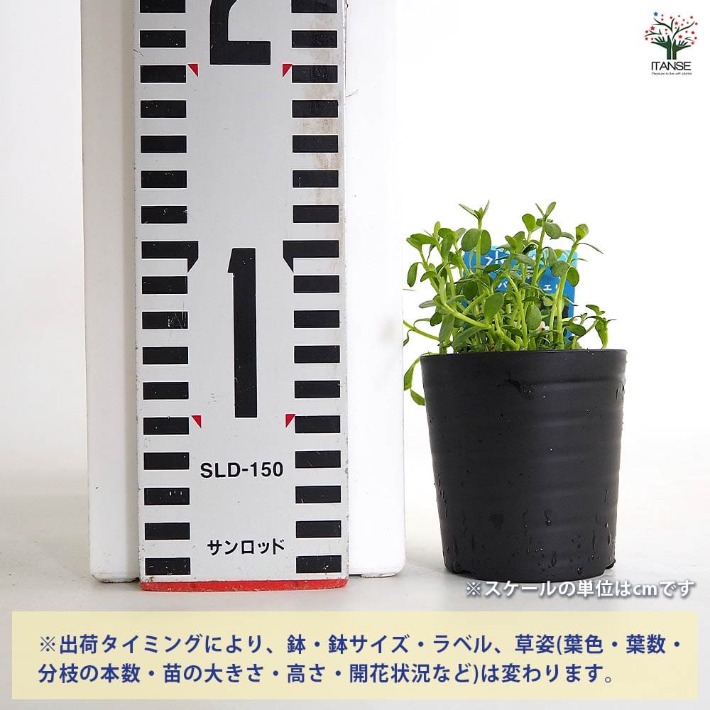 バコパ モンニエリ 【花苗 2号】