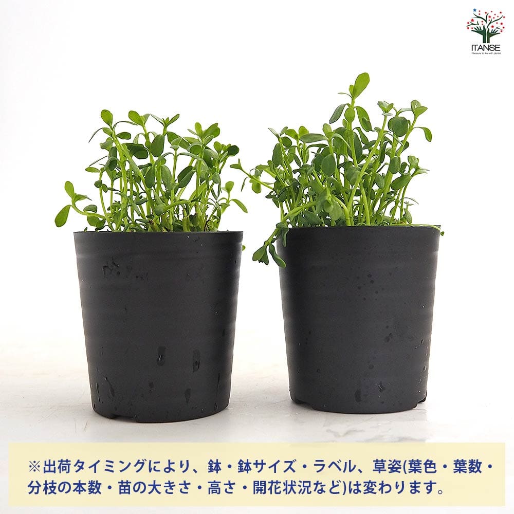 バコパ モンニエリ 【花苗 2号】｜ 【植物のITANSE】全品送料