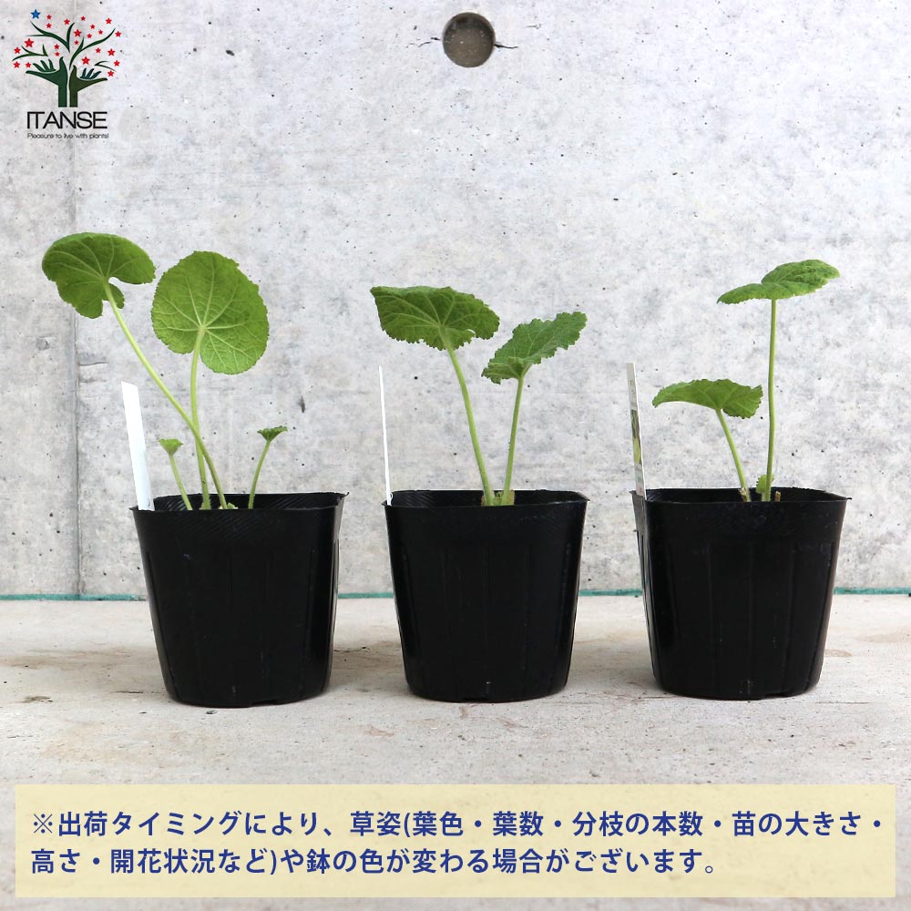 ホリホック ブラック【ハーブの苗 9cmポット 耐寒性宿根草／1個