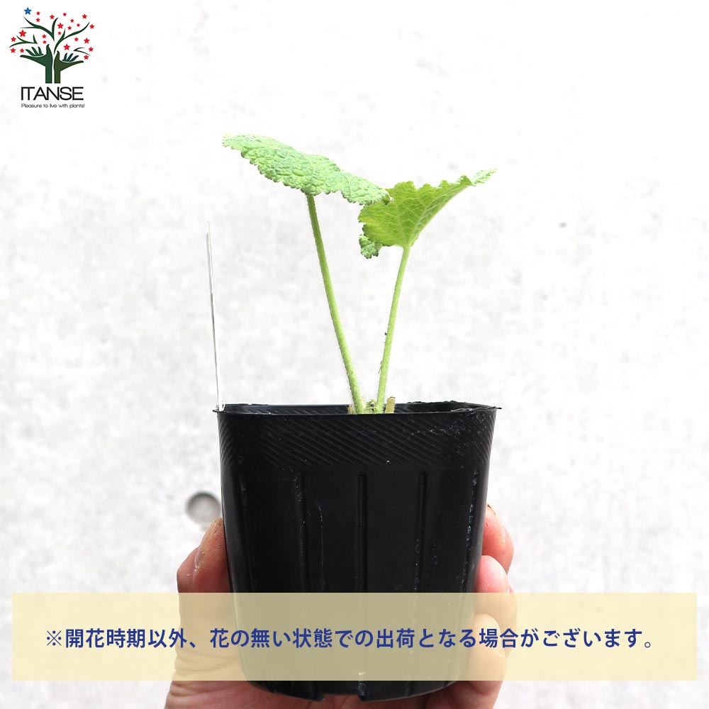 ホリホック ブラック【ハーブの苗 9cmポット 耐寒性宿根草／お買い得3