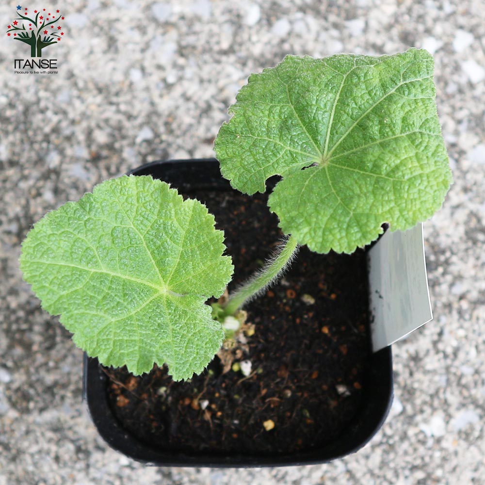 ホリホック ブラック【ハーブの苗 9cmポット 耐寒性宿根草／お買い得3