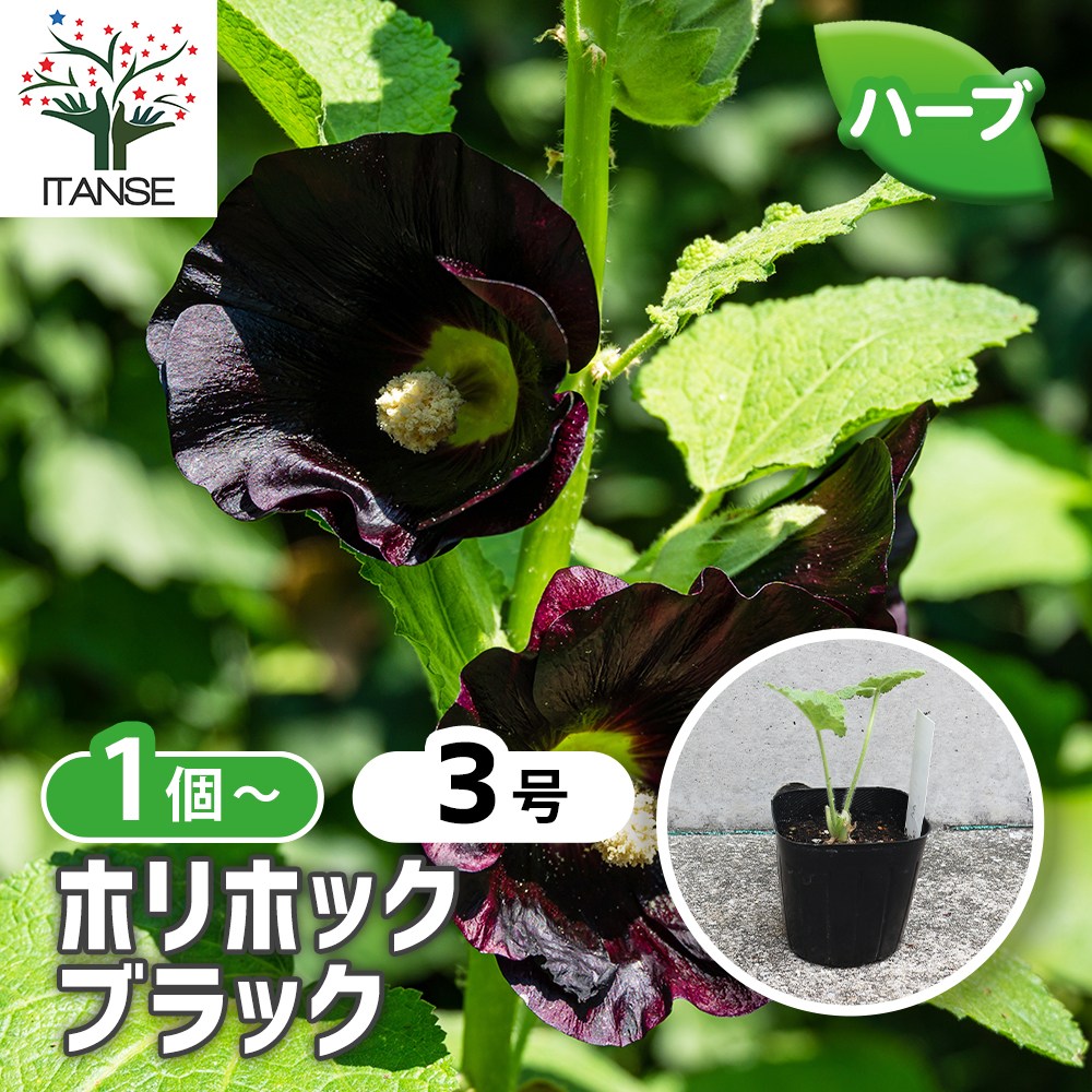 ホリホック ブラック【ハーブ苗9cmポット／1個～】｜ 【植物の