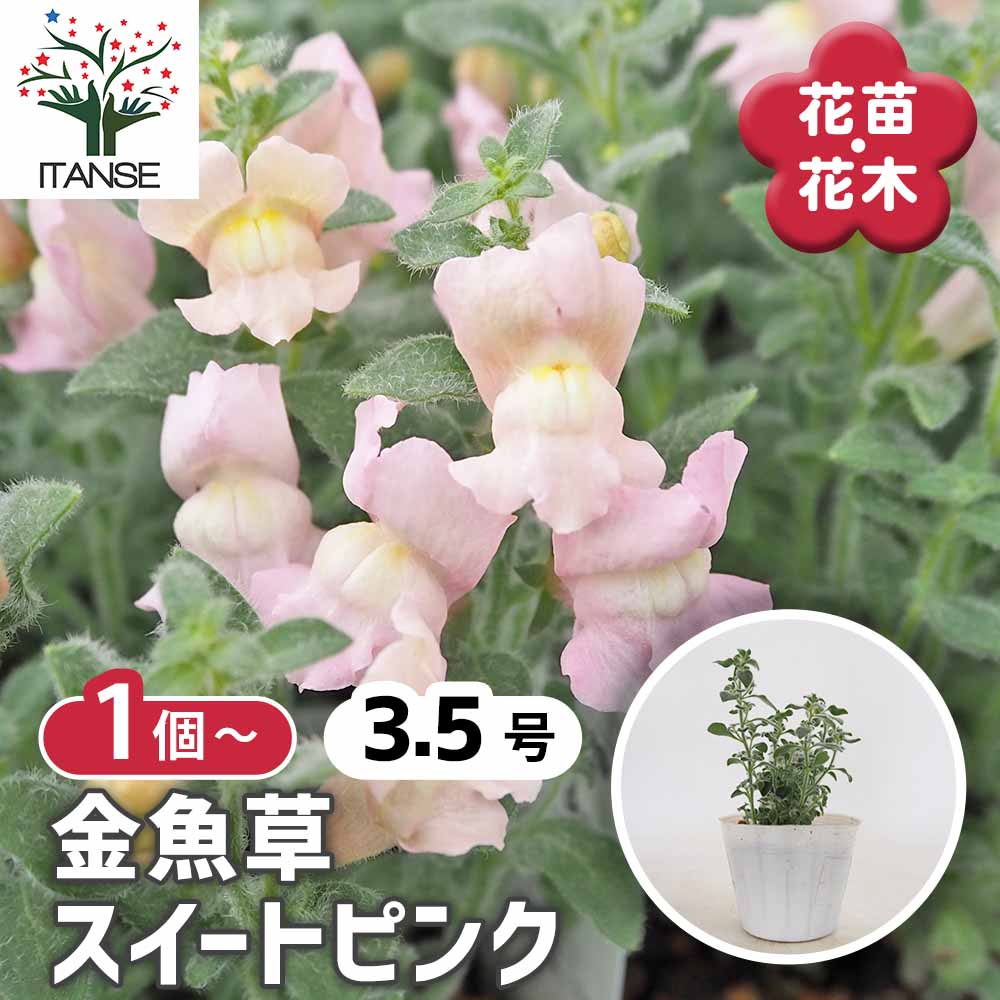 キンギョソウ(金魚草) スイートピンク 【花苗 3.5号】｜ 【植物の