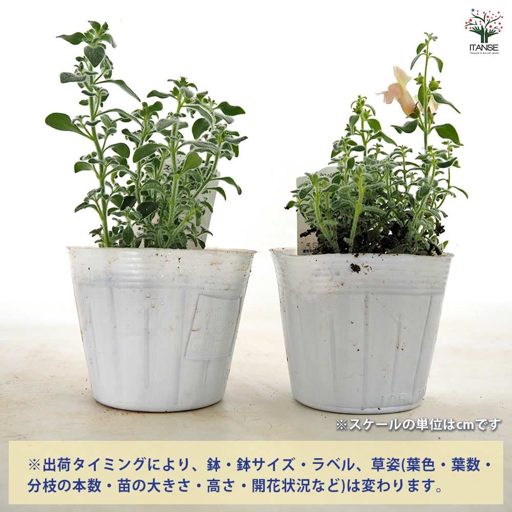 キンギョソウ(金魚草) スイートピンク 【花苗 3.5号】｜ 【植物の