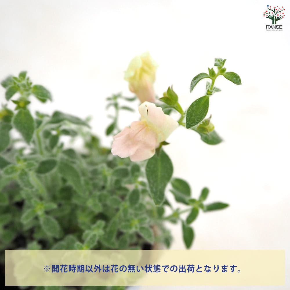 キンギョソウ(金魚草) スイートピンク 【花苗 3.5号】｜ 【植物の
