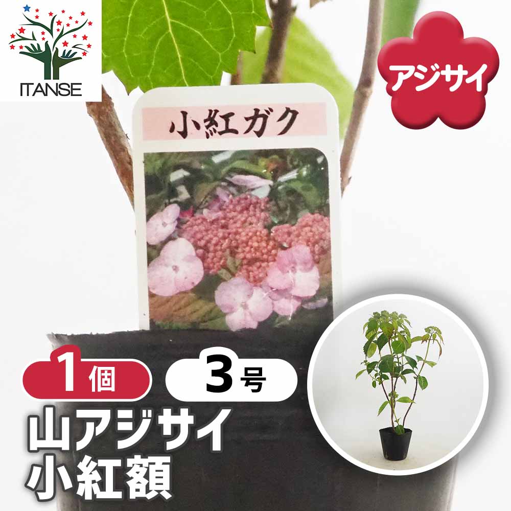 山アジサイ 小紅額 【花木苗 3号／1個売り】｜ 【植物のITANSE