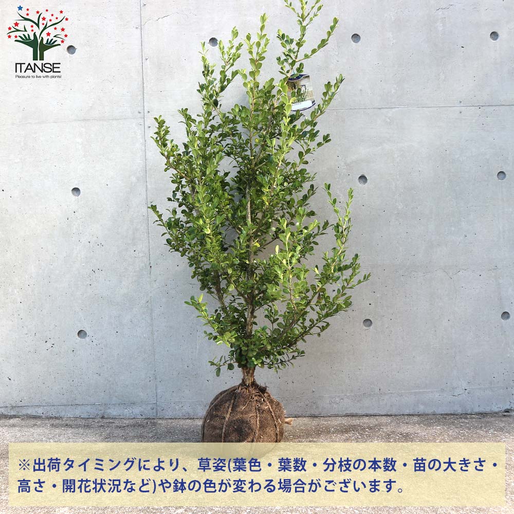 ボックスウッド 庭植え用【庭木 根巻大苗／1個売り】｜ 【植物の