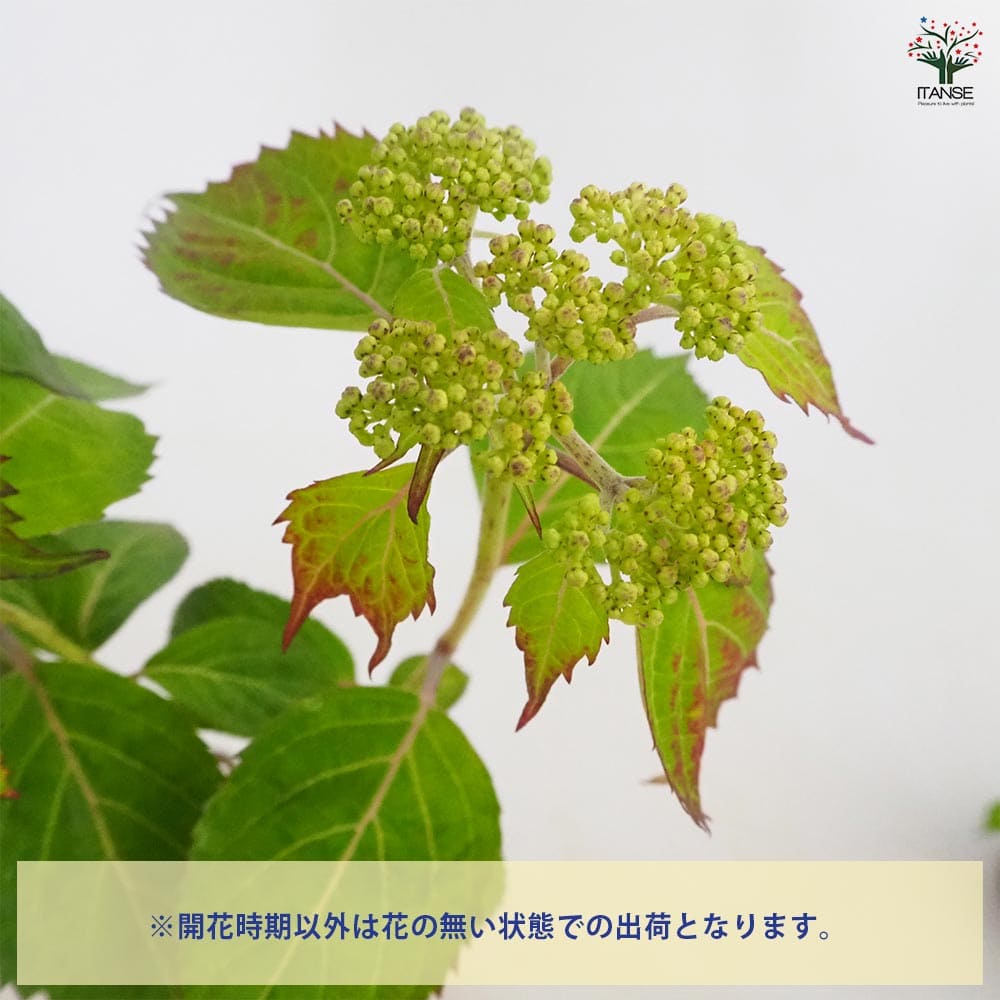 山アジサイ 小紅額 【花木苗 3号／1個売り】｜ 【植物のITANSE