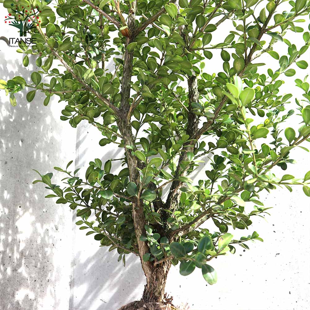 庭つげの木 ボックスウッド 庭植え用【庭木 根巻大苗／1個売り】｜ 【植物の