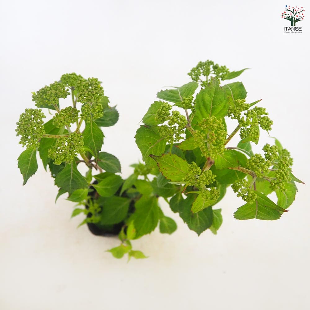 山アジサイ 小紅額 【花木苗 3号／1個売り】｜ 【植物のITANSE