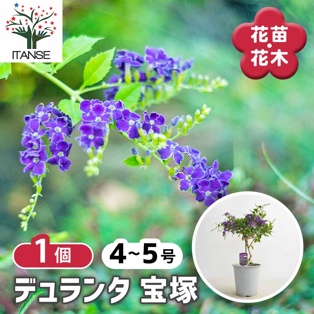 デュランタ宝塚 【花木苗 4号／1個売り】｜ 【植物のITANSE