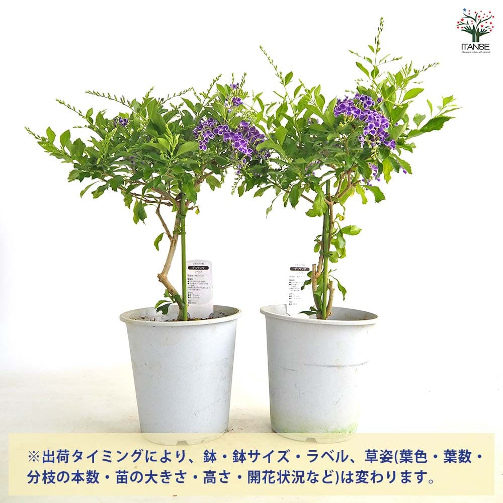 デュランタ宝塚 【花木苗 4号／1個売り】｜ 【植物のITANSE