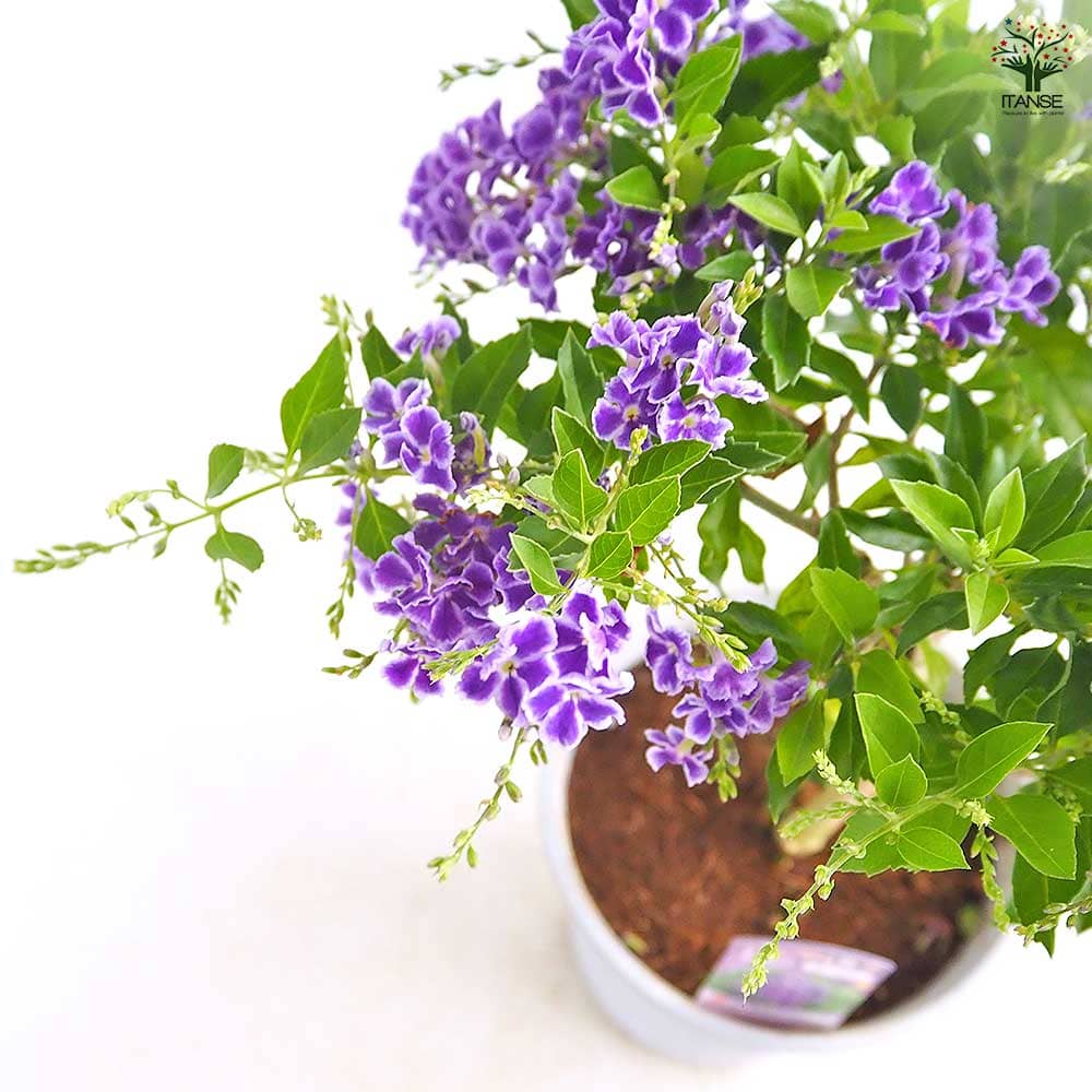 デュランタ宝塚 【花木苗 4号／1個売り】｜ 【植物のITANSE