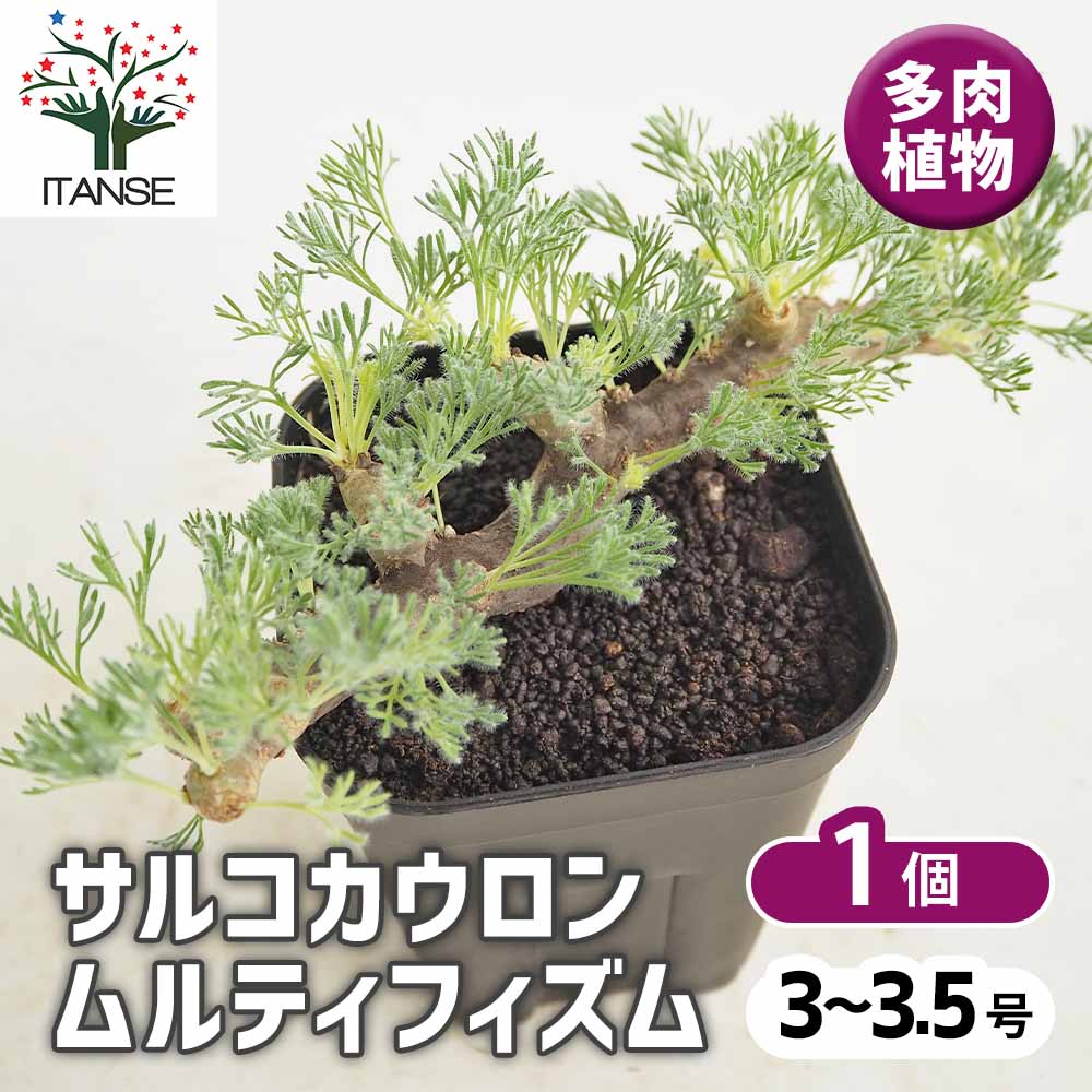 サルコカウロン ムルティフィズム3～ 【多肉植物 3号／1個売り