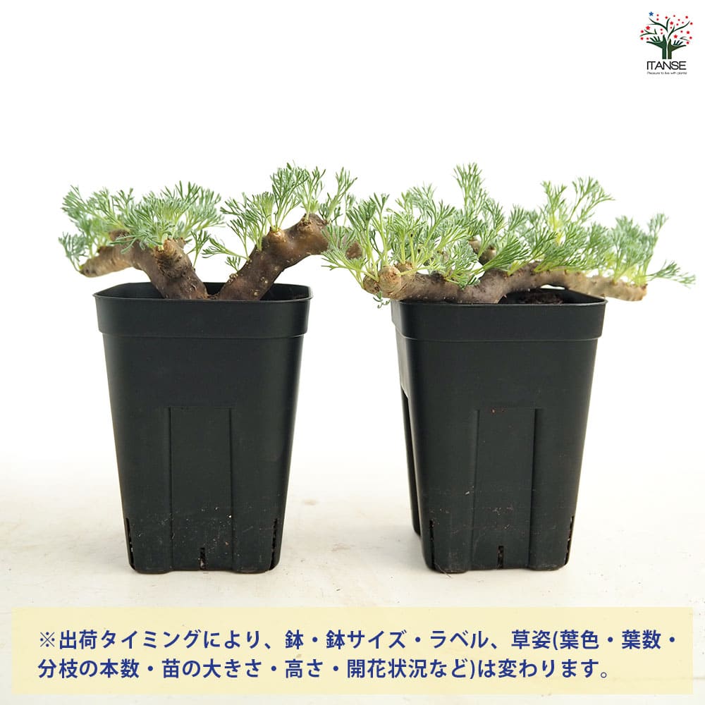 サルコカウロン ムルティフィズム3～ 【多肉植物 3号／1個売り
