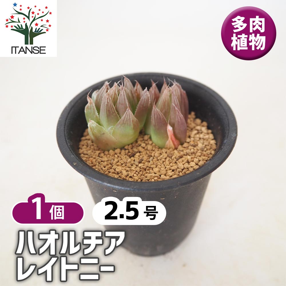 ハオルチア レイトニー 【多肉植物 2.5号／1個売り】｜ 【植物の