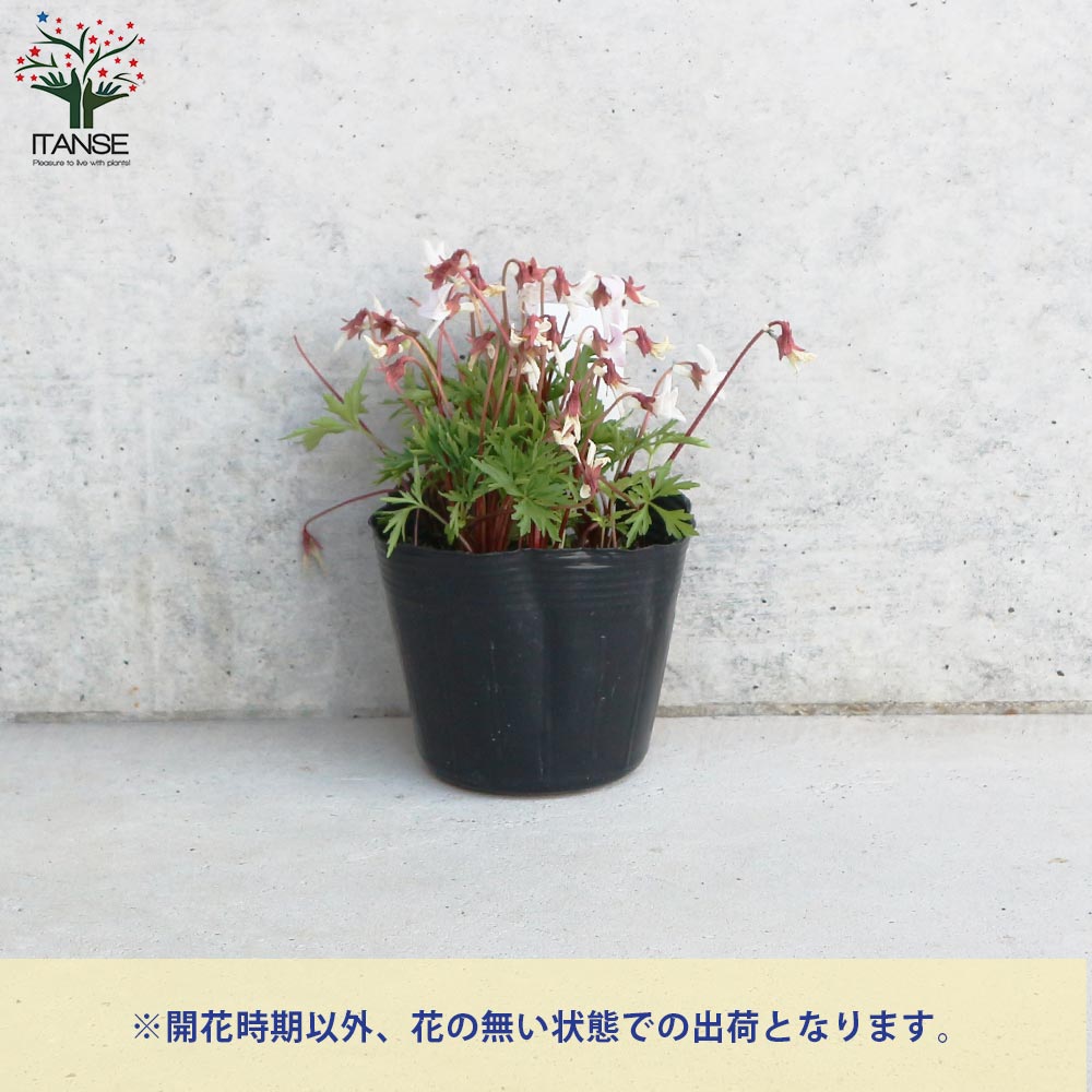 宿根日本スミレ 薄紅肥後(ウスベニヒゴ)【花苗 3.5号ポット／お買い得2