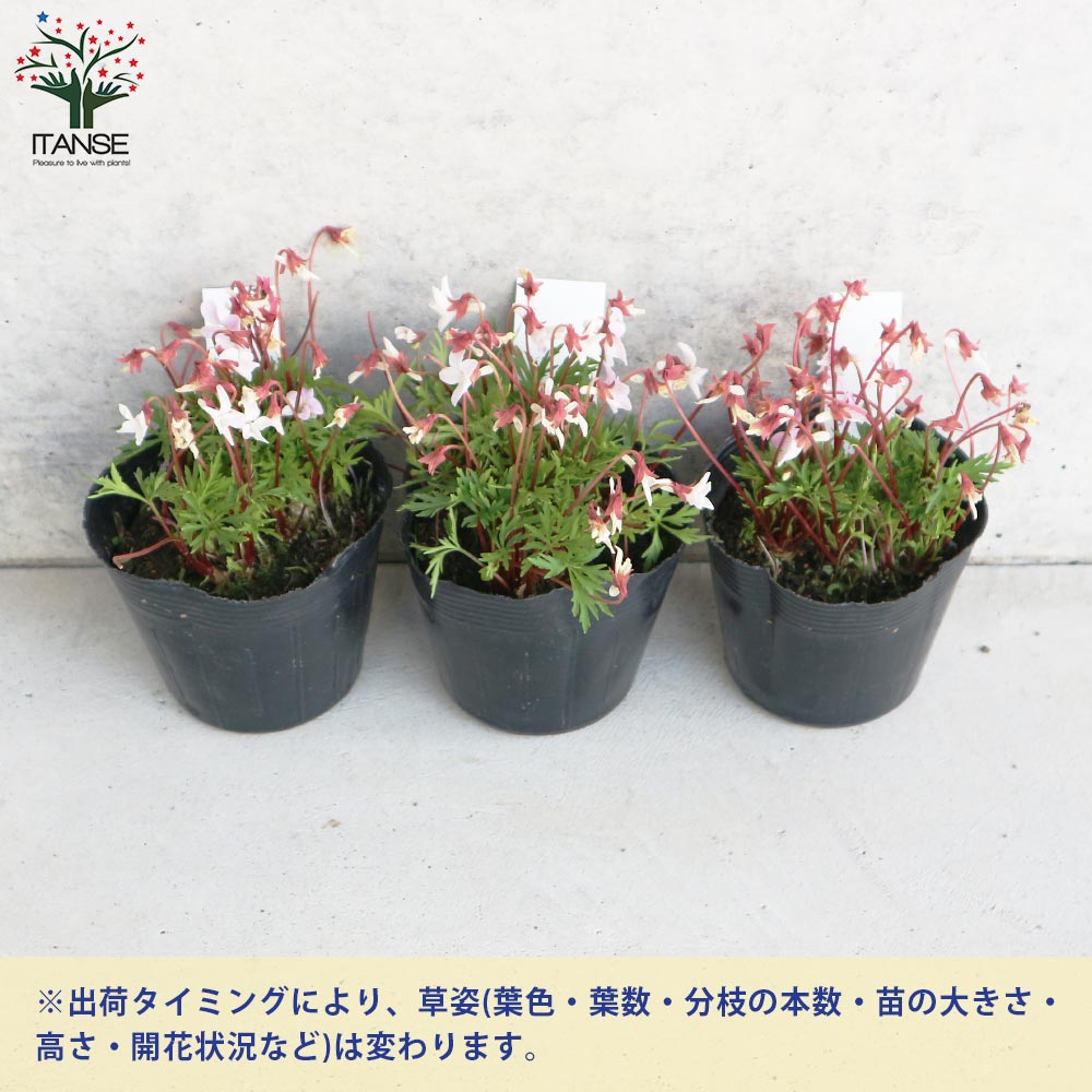 宿根日本スミレ 薄紅肥後(ウスベニヒゴ)【花苗 3.5号ポット／お買い得2