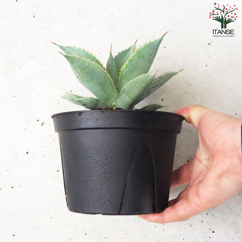 特大株】アガベ ピグマエア 発根13号鉢 特大株】アガベ ピグマエア 発