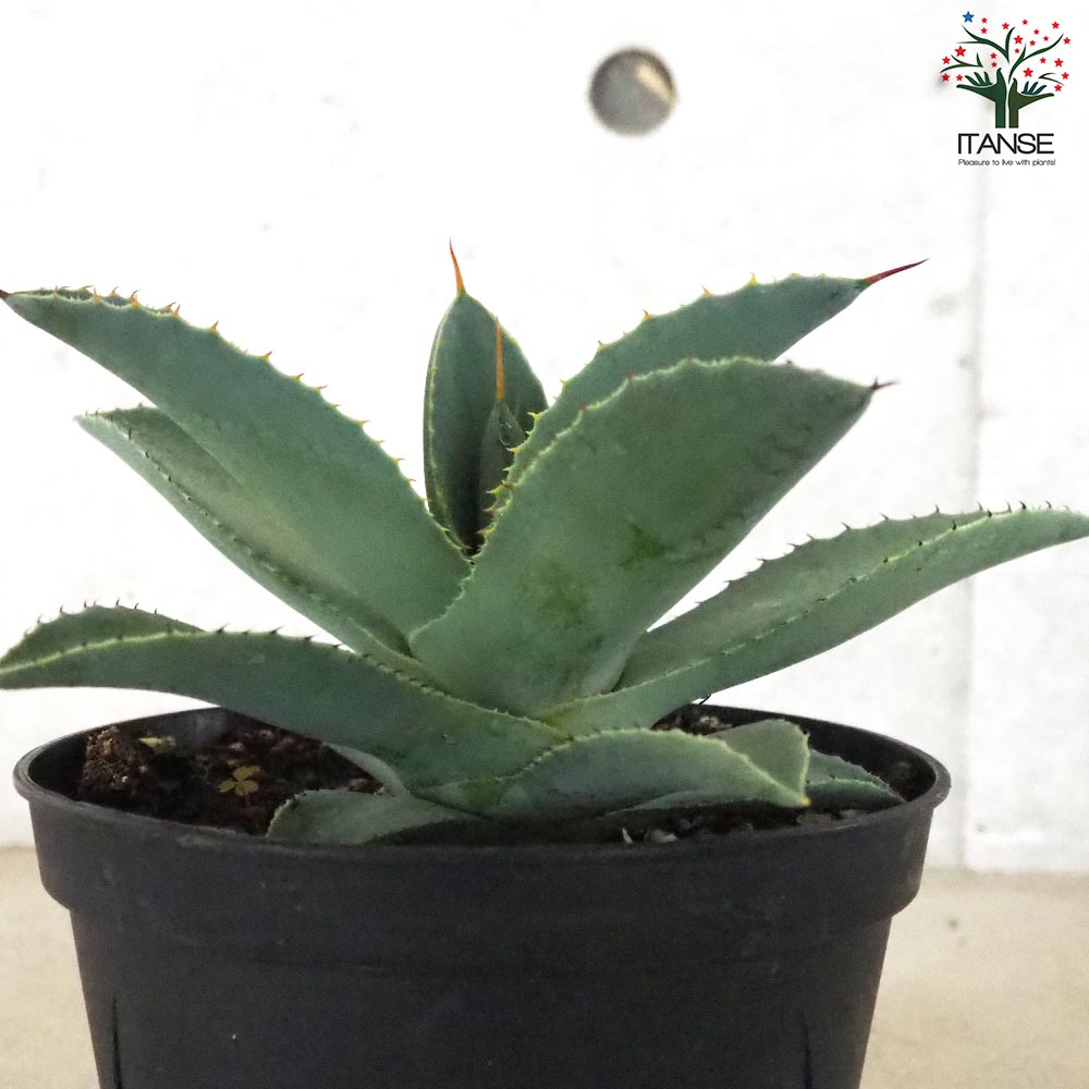 アガベ ピグマエア ドラゴントゥース【多肉植物 5号鉢／1個売り