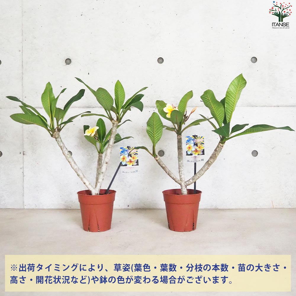 プルメリア苗木 品種：サンスプラッシュ【花苗 5号鉢／1個売り
