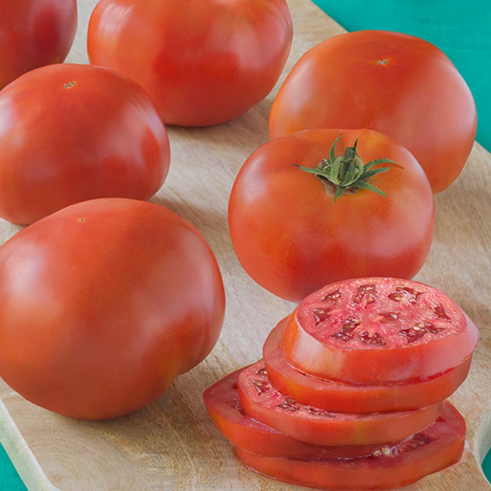 らくらく大玉トマトの苗(単為結果品種)2個～【9cmポット自根苗】