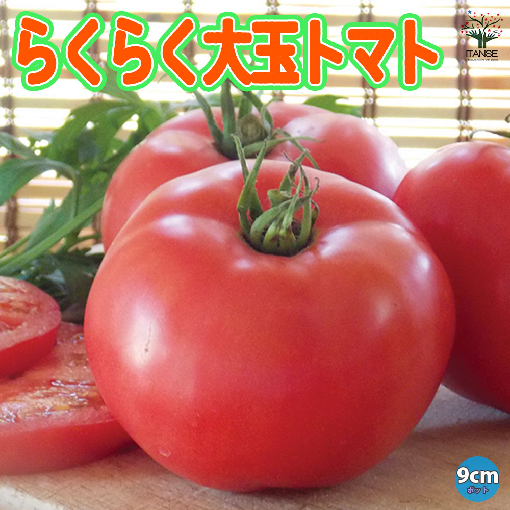 らくらく大玉トマトの苗(単為結果品種)2個～【9cmポット自根苗】