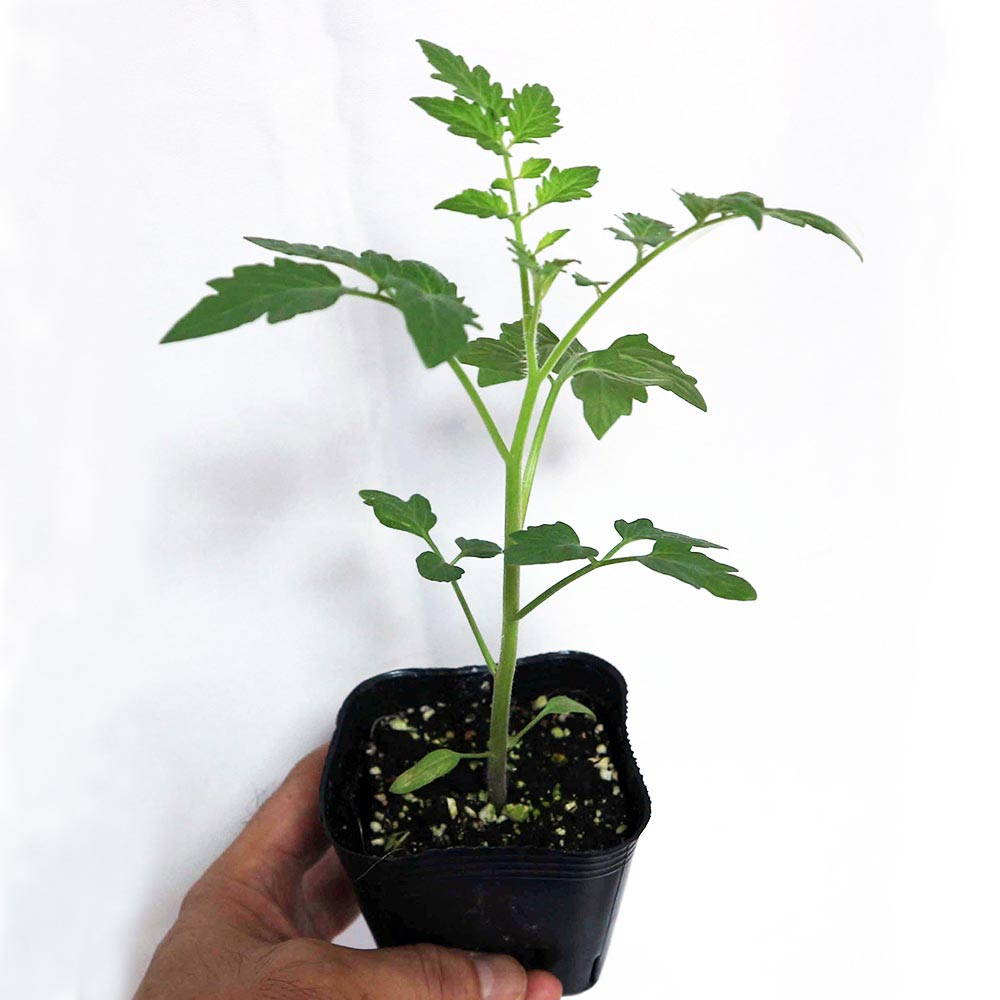 らくらく大玉トマトの苗(単為結果品種)2個～【9cmポット自根苗】