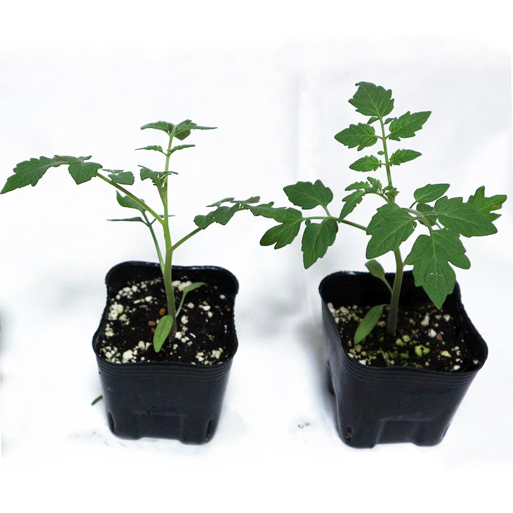 らくらく大玉トマトの苗(単為結果品種)2個～【9cmポット自根苗】