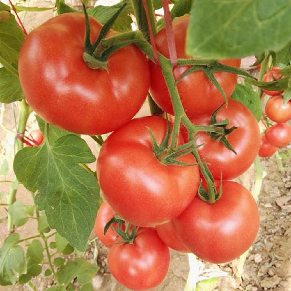 らくらく大玉トマトの苗(単為結果品種)2個～【9cmポット自根苗】