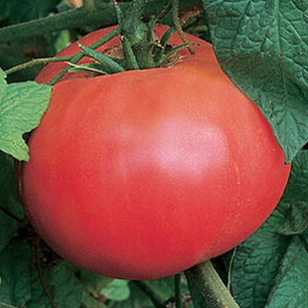 らくらく大玉トマトの苗(単為結果品種)2個～【9cmポット自根苗】