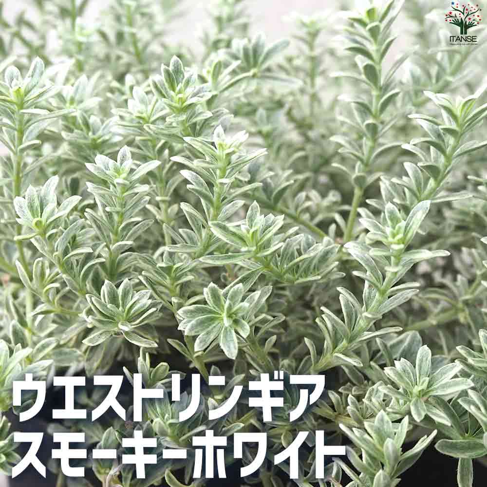 ウエストリンギア スモーキーホワイト