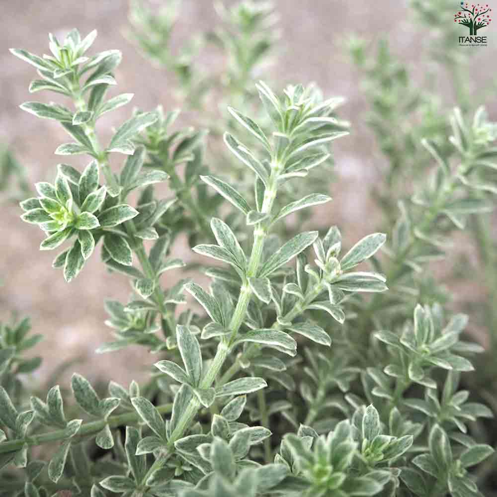 ウエストリンギア　ポリゴンポット植え替え品/ 681 園芸ネット本店｜[棚卸セール]ウエストリンギア：モーニングライト2.5