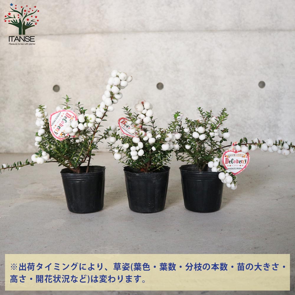 3/29最終値下げしました。観葉植物　パールツリー（造花） パールツリー (真珠の木) ホワイト【庭木 3号ポット苗 花木／低木