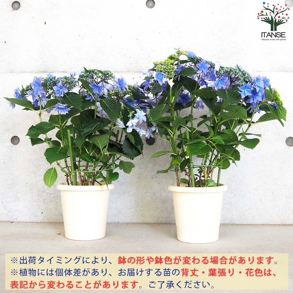 紫陽花苗5号鉢【来季用】/底面給水 紫陽花苗5号鉢【来季用】/底面給水 底面給水鉢