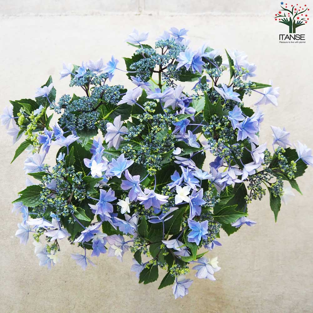 アジサイ 雨のち星(アメノチホシ)【花苗 5号底面給水鉢】｜ 【植物の